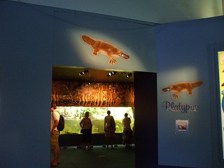 シドニー水族館のカモノハシ