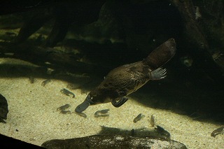 シドニー水族館のカモノハシ