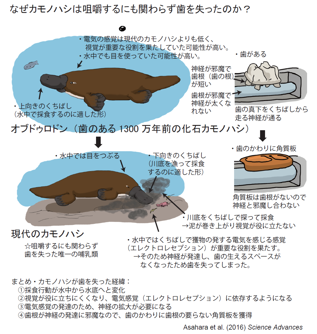 カモノハシはなぜ歯を失った